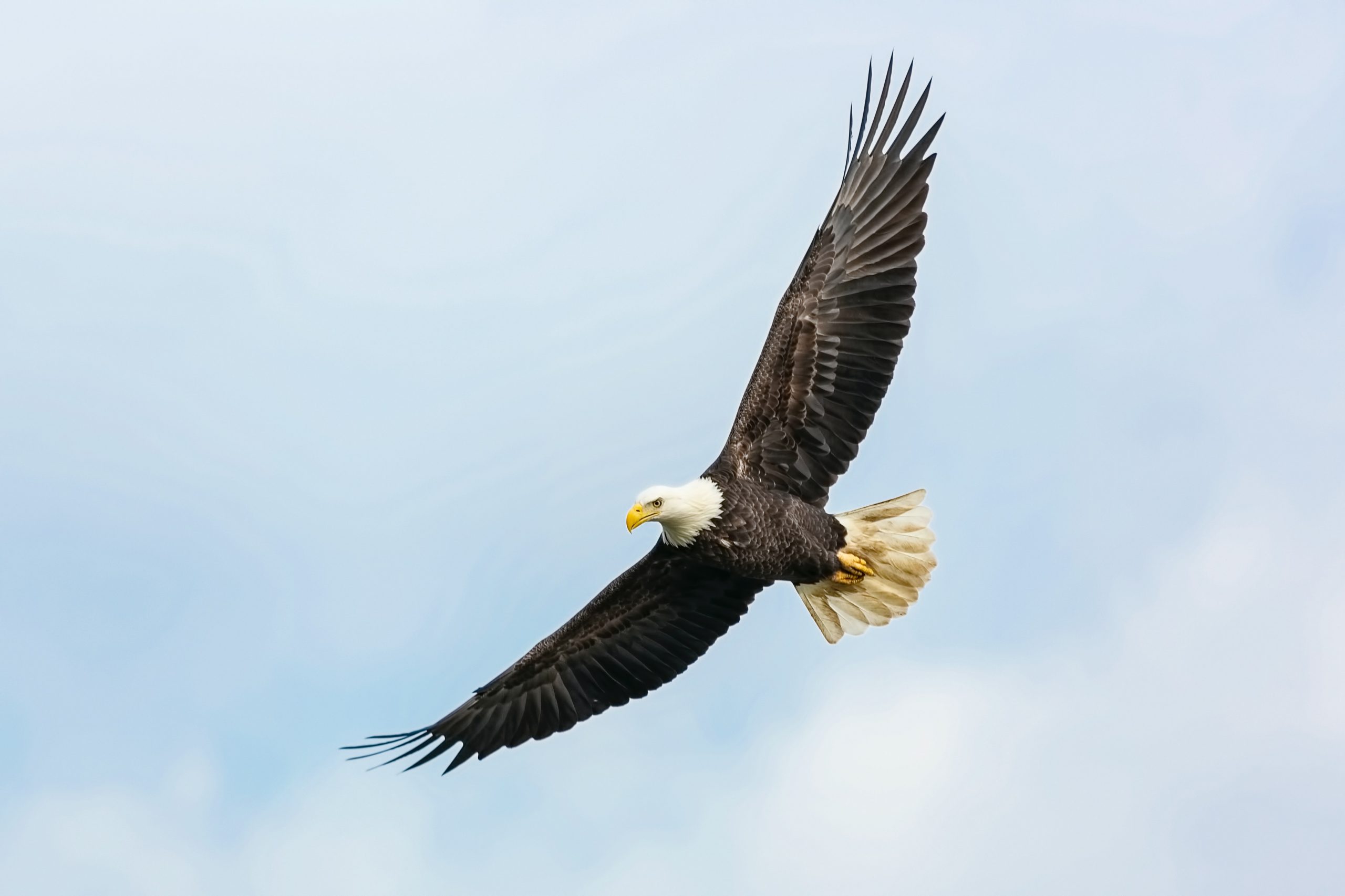 Eagle Watching on Lake Texoma